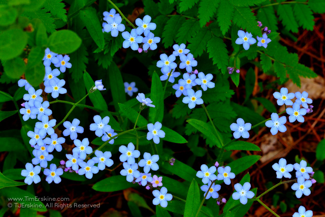 Forget-me-nots by Tim Erskine