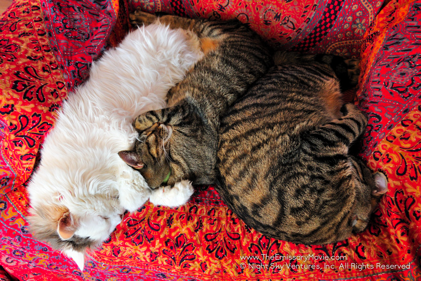 Kind Kitty Pile